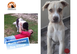 un volontario gioca con un amico del Dog Village