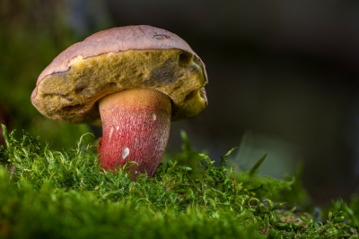 Andare per funghi con l'Arta