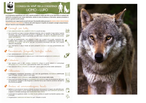 Tre lupi a Spoltore. Il WWF: “ Fatto naturale. Convivere si può”
