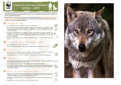 Tre lupi a Spoltore. Il WWF: “ Fatto naturale. Convivere si può”