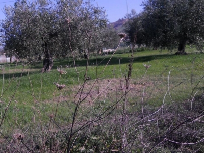 Montesilvano/Chiesa Villa Carmine. M5stelle "venduta pelle dell'orso prima di catturarlo"