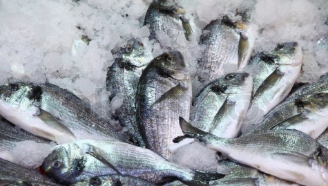 Faìbbrica di ghiaccio servirà per commercializzare il pesce