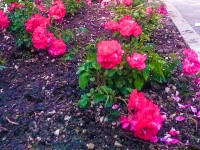 I fiori piantumati ieri