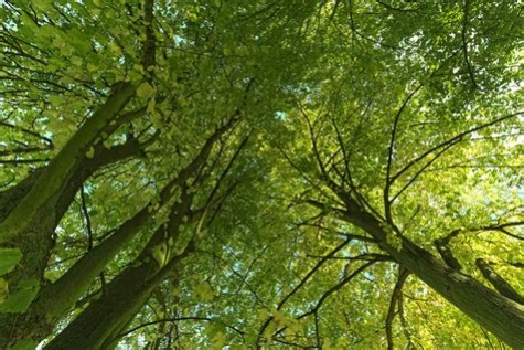 Cento alberi in più a Montesilvano... forse