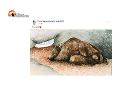 Orsa Amarena uccisa. Indagato uomo di 56 anni. L'indignazione degli animalisti e del mondo politico.