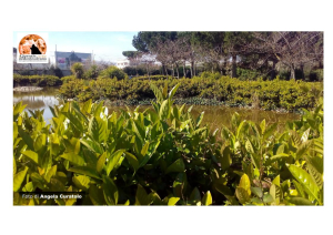 Montesilvano, "Green Tips": arrivano le pillole di Nuovo Saline.