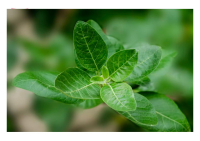 Curare ansia e insonnia in modo naturale, ci pensa l’ashwagandha