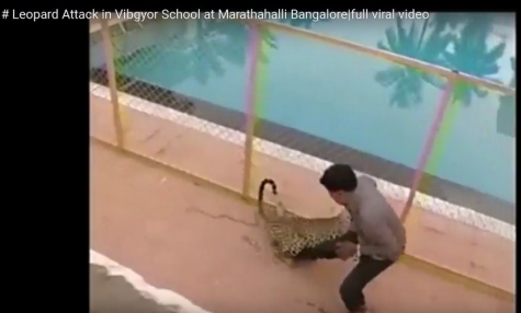 Leopardo semina il panico in una scuola di Bangalore, 6 feriti