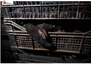 la piccola zampetta del visone deceduto.