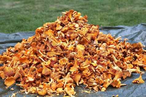 Austria, arriva la "mafia dei funghi italiana"