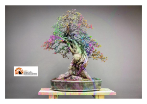 1 Maggio, la 48ª edizione della Mostra del Fiore-Florviva