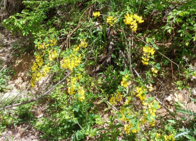 Parco Nazionale della Maiella. Il maggiociondolo sulla Piana di Rapino.