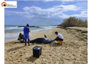 Roseto, carcasse di delfini spiaggiate.