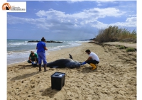 Roseto, carcasse di delfini spiaggiate.