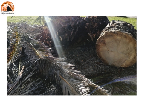 "Abbattimento indiscriminato di alberi nei Comuni di Montesilvano, Pescara, Chieti e Silvi"