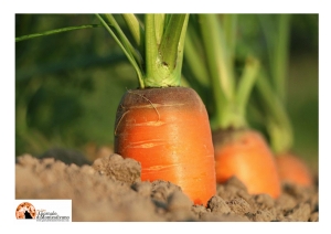 PSR Abruzzo: 2,7 mln per impianto irriguo nel Comune dell’Aquila