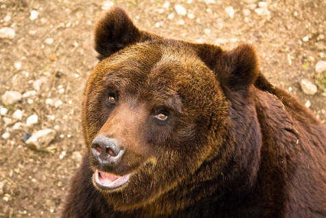 WWF Abruzzo Basta regali ai cacciatori: No a prolungamenti periodi di caccia