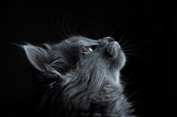 Orrore a Livorno. Uccide gatto e lo cucina in strada