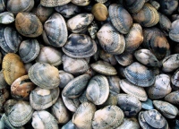 Montesilvano/Escherichia coli nei molluschi. Opposizioni: “da mesi chieste le analisi del mare”