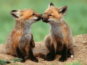 Teramo, uccidere volpi si può: con 3 cani al massimo.