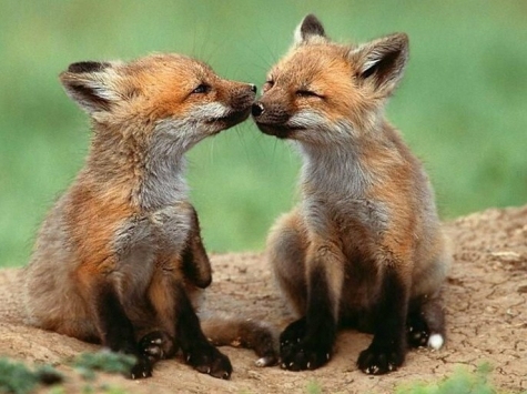 Teramo, uccidere volpi si può: con 3 cani al massimo.