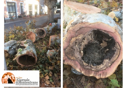 Montesilvano, 4 alberi abbattuti al centro per cancro dei platani.