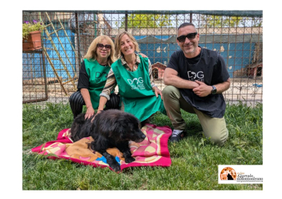 Dog Village Montesilvano: priorità della struttura comunale al benessere animale, pronti 5 nuovi Box e nuova cancellata
