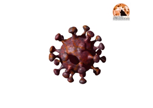 Coronavirus Abruzzo: da giovedì 26 agosto + 763