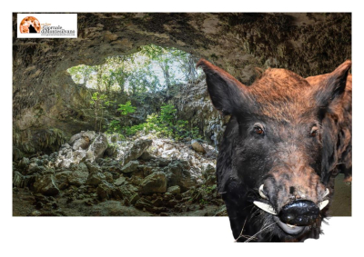 223 cinghiali abbattuti nella Riserva naturale Grotta delle farfalle, sindaci: "il Piano di controllo dà ottimi risultati"