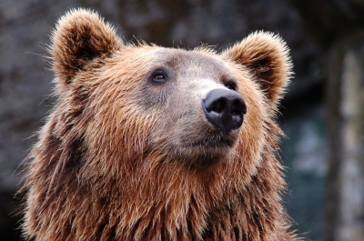 Orso ucciso a fucilate, il 13 dicembre processo in Appello