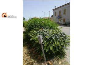 Montesilvano, abitanti di Via Monteverde: urge taglio di siepe troppo alta che copre visuale, "a rischio incidente".