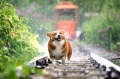 Cani, Giulianova sensibilizza contro l'abbandono