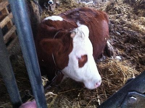 Abruzzo/Terremoto: a 5 mesi pronte solo 77 stalle su 635 previste