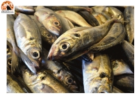 Pesce fresco, questa notte ripartono i pescherecci abruzzesi.