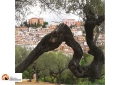 "Aperitivi botanici" al Parco paesaggistico Lauretum