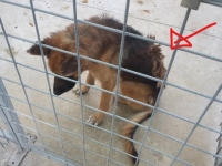 uno dei cani ospitati con un "probabile tumore"