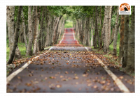 Giulianova guarda al futuro, saranno piantati 3600 piccoli alberi