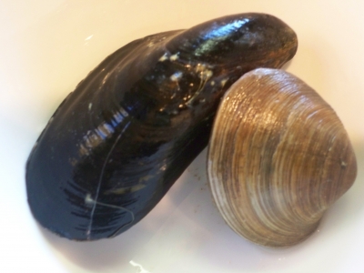 Pescara/qualità acqua. Divieto pesca molluschi bivalvi