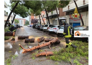 Pescara/maltempo. Mezzi in sosta schiacciati da un albero caduto.