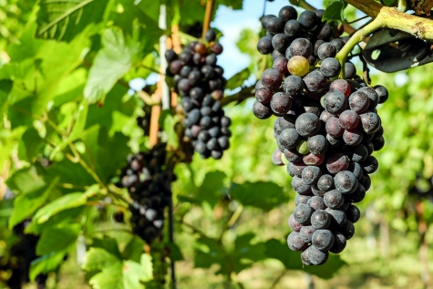 Ddl bilancio al vaglio. Dal catasto frutta al congedo papà, ecco i dubbi.