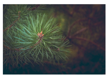 Pescara/Covid 19, salta la Festa dell'albero 2020