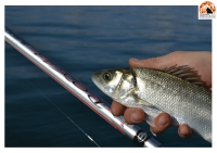 Le 4 stagioni della pesca: Estate ed autunno.