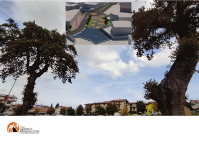 le due antichissime querce di Montesilvano