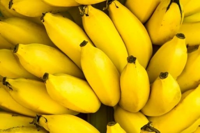 Fungo killer della banane. Rischio estinzione.
