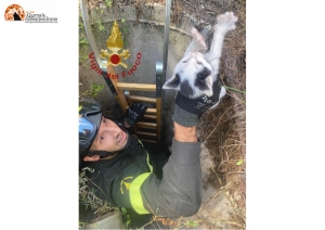 Pescara, i vigili del fuoco recuperano un gattino in pericolo.