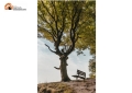 Giornata dell'albero, alcune iniziative per celebrare i 'pori' della Terra
