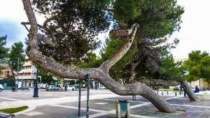 Silvi Marina. I pini scolpiti dal vento tra gli alberi monumentali.