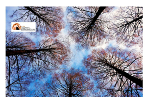 Pescara, abbattimento di 61 alberi in viali storici della città