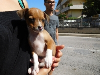 Montesilvano. Cucciolo salvato dal cassonetto dei rifiuti