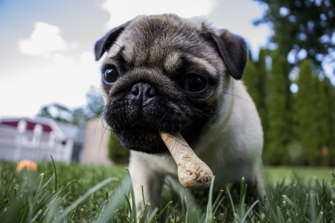 Alimentazione a misura di cane: le regole per scegliere cosa mettere nella ciotola